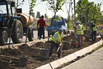 Улицы зазеленели. В Бишкеке посажены саженцы деревьев