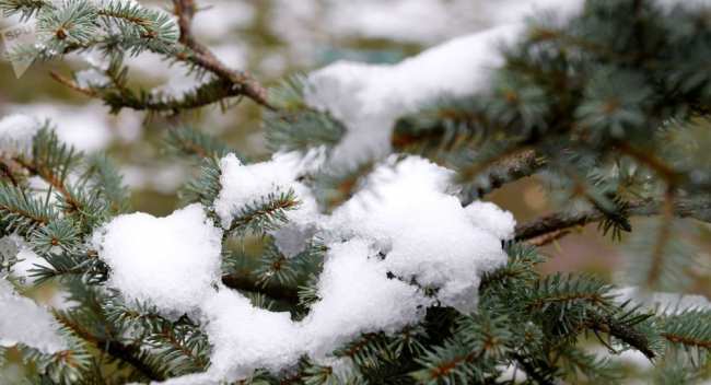 Снег на ветке ели. Архивное фото