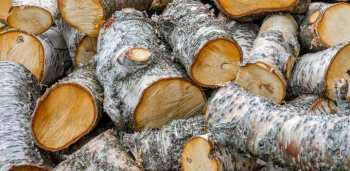 tree-branch-plant-wood-leaf-trunk-pile-log-food-produce-autumn-rough-firewood-lumber-material-cut-coconut-stacked-woodpile-woody-plant-852448.jpg