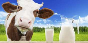 Закупочная цена на молоко в КР снизилась вдвое, но в магазинах цены прежние