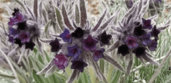 У жителя села Ленинского нашли 850 кг корней эндика