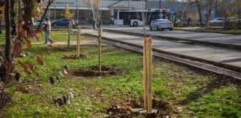 В Бишкеке на месте старых поврежденных деревьев посадят новые саженцы