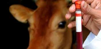 Эпизоотическая ситуация в Кыргызстане остается стабильной