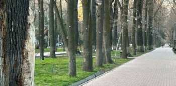 Бишкекчане в гневе: на бульваре Эркиндик пронумеровали практически все деревья