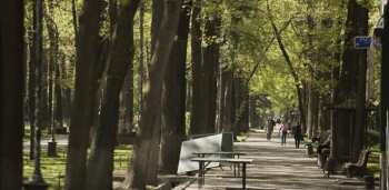 Мэр Джунушалиев инициировал создание электронных карт всех деревьев города