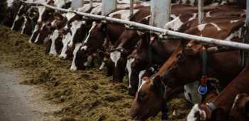 Чтобы не было паники? Комитет ЖК рассматривает ситуацию по домашнему скоту в закрытом режиме