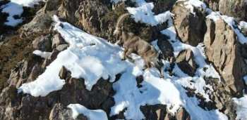 Штрафы за убийство диких животных в Кыргызстане увеличили в 2-3 раза