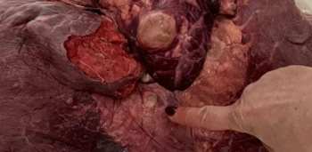 Ливер с подозрением на эхинококк купили на Аламединском рынке Бишкека