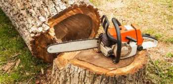 Дастан Бекешев: «Вместо массовой посадки деревьев у нас идет массовая вырубка»